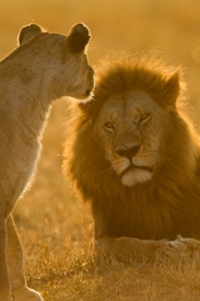 lion